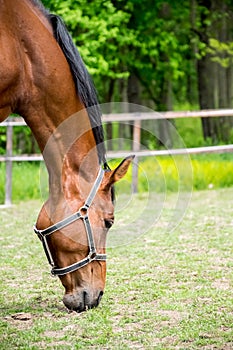 Grazing horse in the grassy pasture. Closeup on a horse eating grass.