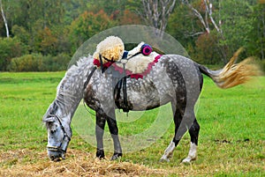 Grazing horse. Green grass, autumn forest background.