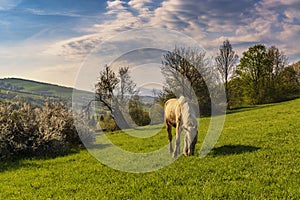 Grazing horse on a green grassy meadow in Carpathian mountains