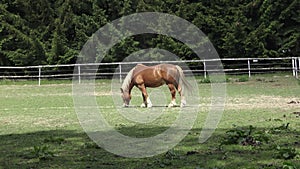 Grazing horse on a green meadows