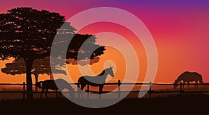 Grazing horse herd behind fence at sunset vector silhouette scene