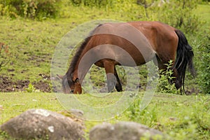 Grazing horse in the meadow