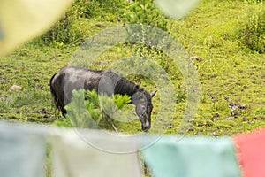 Grazing horse in the meadow