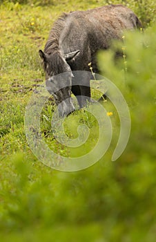 Grazing horse in the meadow