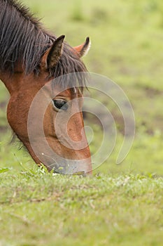 Grazing horse in the meadow