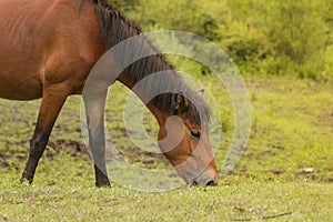 Grazing horse in the meadow