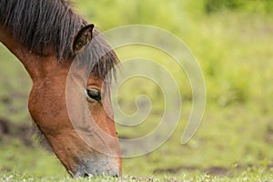 Grazing horse in the meadow