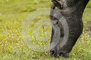 Grazing horse in the meadow