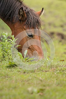 Grazing horse in the meadow