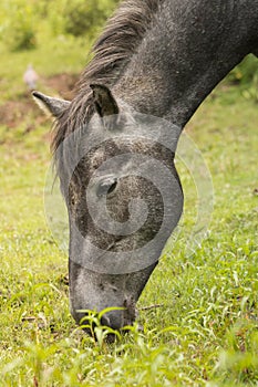 Grazing horse in the meadow