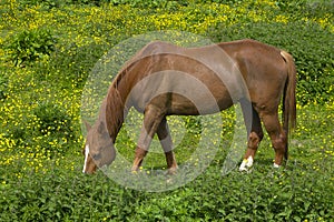 Grazing horse in a meadow