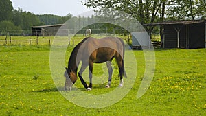 Grazing horse in a meadow