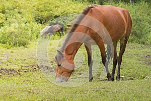 Grazing horse in the meadow