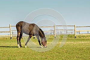 A grazing horse on a meadow full of grass