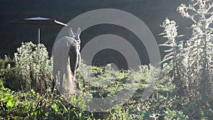 A grazing horse on the meadows of upper Himalayan region. Uttarakhand India