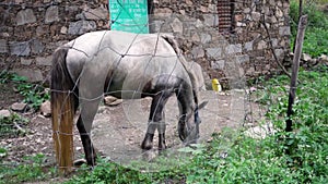 A grazing horse on the meadows of upper Himalayan region. Uttarakhand India