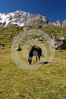 Grazing horse at mountain