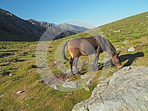 Grazing horse on a mountain meadow, rock and blue sky background