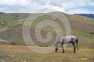 Grazing horse in mountains. Assy plateau, Kazakhstan.