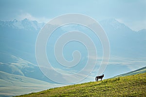 Grazing horse in mountains at sunset