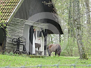 Grazing horse next to a lonely rural Polish cottage in forest