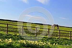 Grazing Horse in North Yorkshire