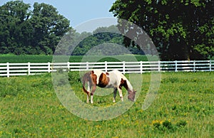 Grazing Horse in Northwestern Arkansas