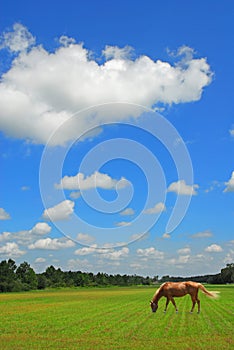 Grazing Horse in Pasture