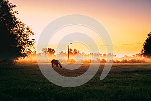 Grazing horse in the pasture field during a foggy sunset