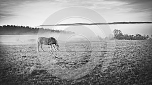 Grazing horse on pasture with huge fog on background.