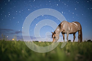 grazing horse profiled by the night sky