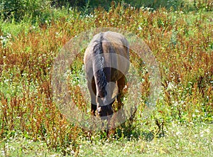 Grazing horse on a summer day