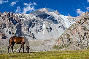 Grazing horse at sunny day in high snowy mountains