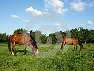 Grazing Horses photo
