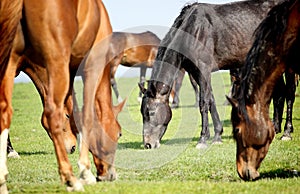 Grazing horses