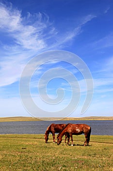 Grazing horses