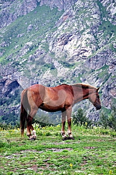 Grazing horses