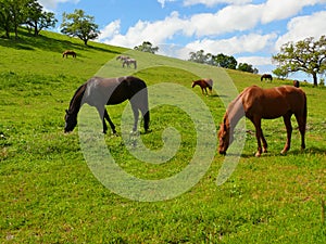 Grazing horses photo