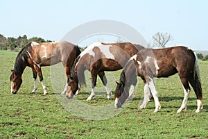 Grazing Horses