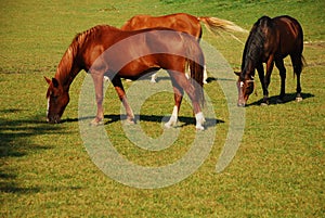 Grazing horses photo