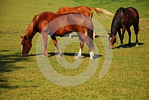 Grazing horses