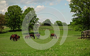 Grazing Horses