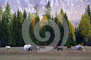 Grazing horses