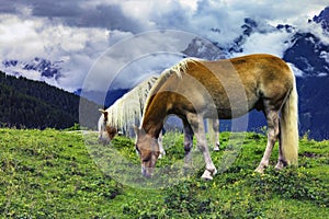 Grazing horses in alpine landscape