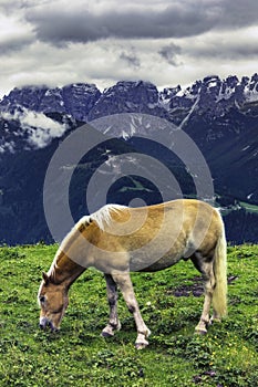 Grazing horses in alpine landscape