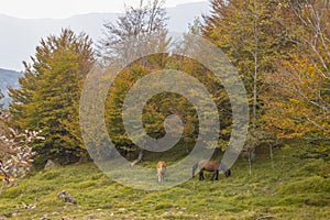 Grazing horses in an autumn mountain landscape, Province of Genoa, Italy