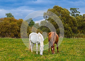 Grazing horses