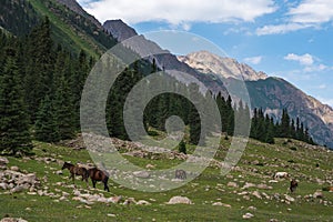 Grazing horses on beautiful mountain valley with spruces and rocky mountains on background. Barskoon river mountain valley. Travel