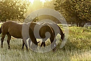 Grazing Horses