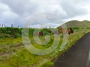 Grazing horses on Easter Island. Horses are imported species for Easter Island